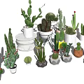 Bonsai and Potted Plants with Various Cacti Succulents in Colorful Ceramic Pots