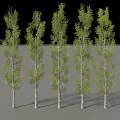 Five Tall Trees With White Trunks And Green Leaves Arranged In A Row
