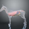 Transparent Horse Anatomical Model Showing Internal Organs And External Hair Structure