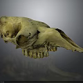 Detailed Animal Skull Organ Anatomy Displaying Orbital Cavity And Dental Structure