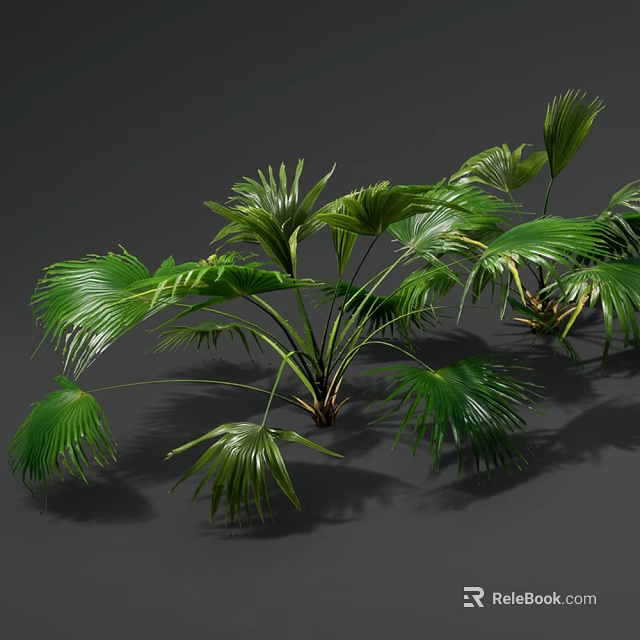 Lush Green Palm Plants With Large Fan Shaped Leaves And Fresh Foliage 3d model 