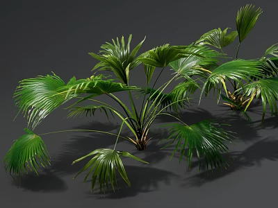 Lush Green Palm Plants With Large Fan Shaped Leaves And Fresh Foliage 3d model
