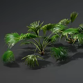 Lush Green Palm Plants With Large Fan Shaped Leaves And Fresh Foliage