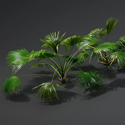 Lush Green Palm Plants With Large Fan Shaped Leaves And Fresh Foliage 3d model