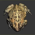 Frog Poison Frog Game Frog Reptile Cold Blooded Animal Reptile 3d model