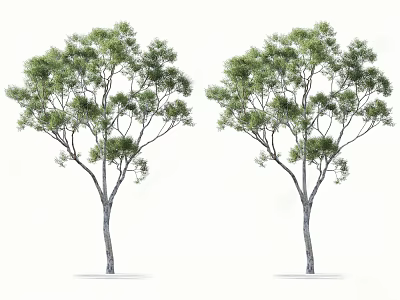 Two Arbor Trees with Green Foliage and Gray Trunks on White Background 3d model