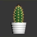 Green Cacti Plants In White Ribbed Pots On Dark Background