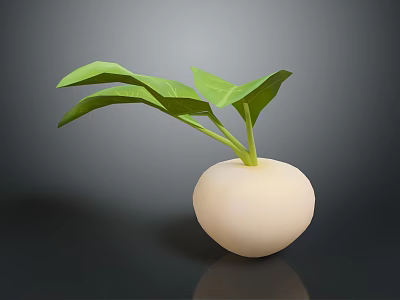 Fresh White Round Root Vegetable with Green Leaves on Dark Background 3d model