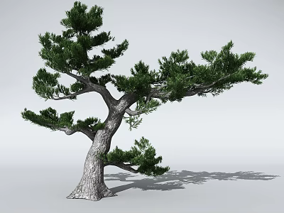 Pine Tree With Thick Trunk And Lush Green Needles Casting Clear Shadow 3d model