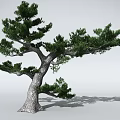 Pine Tree With Thick Trunk And Lush Green Needles Casting Clear Shadow