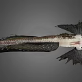 Exotic Fish Featuring Unique Wing Like Fins Dark Body And Striped Patterns