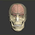 Medical Anatomical Skull Model With Transparent Brain Structure For Human Anatomy Teaching