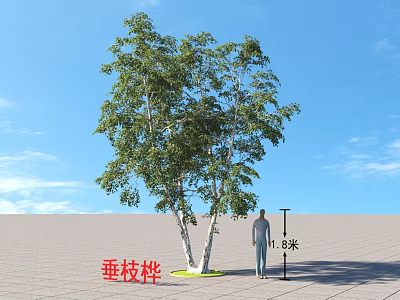 Weeping Birch Tree Standing 16 Meters Tall In Open Ground With Blue Sky 3d model