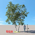 Weeping Birch Tree Standing 16 Meters Tall In Open Ground With Blue Sky