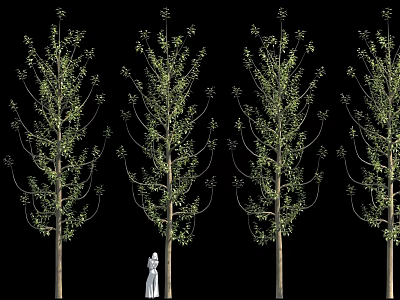 Multiple Green Leaf Trees With Person In White Clothing Against Black Background 3d model