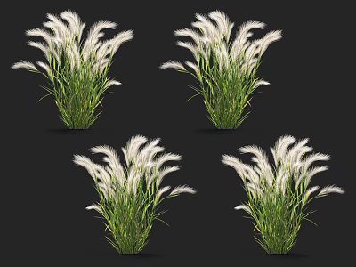 White Feathery Flowering Plants with Green Stems and Leaves for Garden Decor 3d model