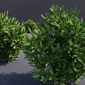Healthy Lush Green Shrubs With Dense Foliage For Garden Landscaping Design