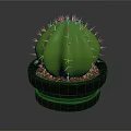 Potted Green Cactus Plant With Spines In Black Pot And Small Pebbles