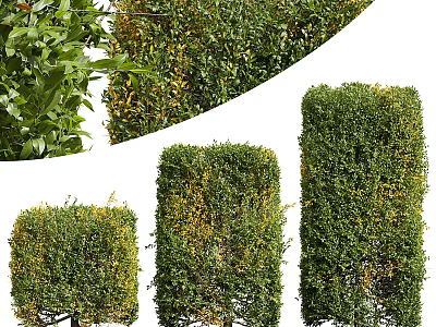 Different Types Of Pruned Shrubs With Yellow Leaves As Garden Hedges 3d model