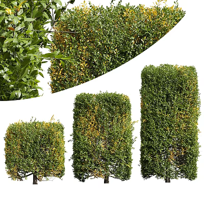 Different Types Of Pruned Shrubs With Yellow Leaves As Garden Hedges 3d model