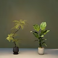 Bonsai Potted Plants Fern And Large Green Leaves In Brown Beige Pots On Grey Background