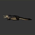 Modern crocodile Nile crocodile carnivore 3d model