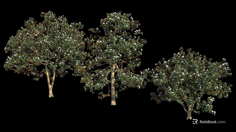 Tall Lush Arbor Trees With Dense Green Leaves And White Blossoms 3d model 