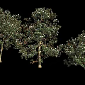 Tall Lush Arbor Trees With Dense Green Leaves And White Blossoms