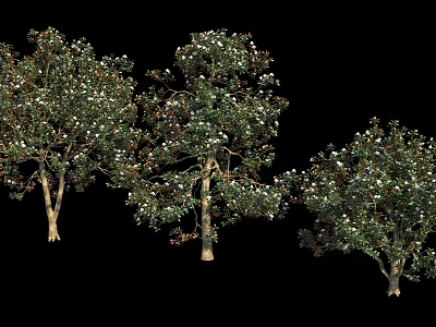 Tall Lush Arbor Trees With Dense Green Leaves And White Blossoms 3d model