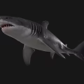 Grey Shark With Open Mouth Sharp Teeth And Strong Fins On Dark Background