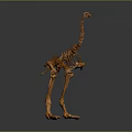Detailed Brown Bird Skeleton With Long Neck Legs And Gray Reflective Background