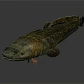 Lungfish With Brown Yellow Striped Long Body And Fins On Gray Background