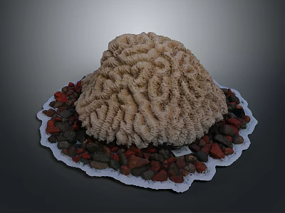 Natural Brain Coral Marine Animal Decor With Red Brown Stones On White Edged Tray 3d model