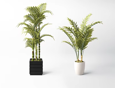 Potted Bonsai Plants With Green Palm Leaves In Black Square And White Pots 3d model