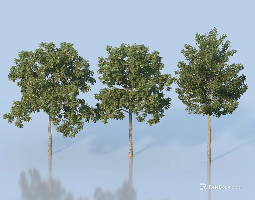Three Green Leafy Arbor Trees With Light Trunks And Reflections On Blue Background 3d model