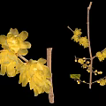 Large And Small Yellow Flowers On Branches With Green Leaves Against Black Background