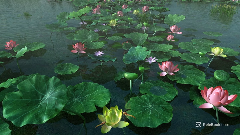 Pink And Green Lotus Flowers With Large Green Leaves On Water Surface 3d model 