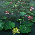 Pink And Green Lotus Flowers With Large Green Leaves On Water Surface