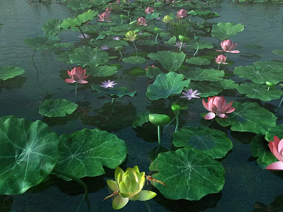 Pink And Green Lotus Flowers With Large Green Leaves On Water Surface 3d model