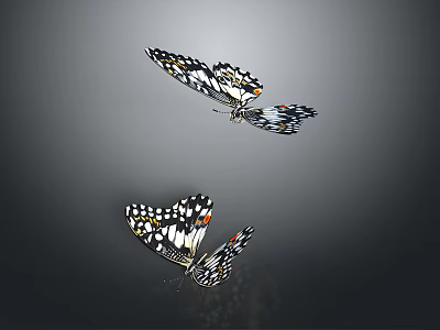 Two Colorful Butterflies With Black White Wings Flying On Gray Background 3d model