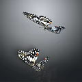 Two Colorful Butterflies With Black White Wings Flying On Gray Background