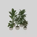Various Green Plants Decorative Ornament Set With Minimalist Pots For Indoor Home Decoration