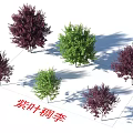 Purple Leaf Chokecherry Arbor With Ornamental Purple Foliage For Garden Landscaping