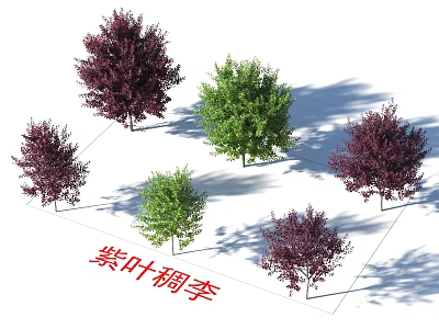 Purple Leaf Chokecherry Arbor With Ornamental Purple Foliage For Garden Landscaping 3d model