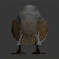 Small Bird With Gray Head And Orange Chest Standing On Black Surface With Reflection 3d model