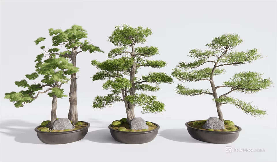 Elegant Bonsai Pine Trees In Decorative Pots With Moss And Stones 3d model 