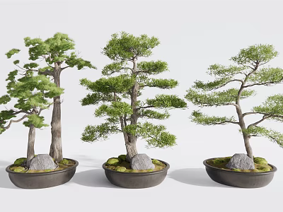 Elegant Bonsai Pine Trees In Decorative Pots With Moss And Stones 3d model