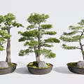 Elegant Bonsai Pine Trees In Decorative Pots With Moss And Stones