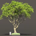 Tall Green Tree With Dense Foliage Brown Trunk And People At Base