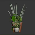 Various Types of Potted Houseplants in Colorful Pots on Black Surface with Gray Background